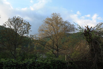 Fototapeta premium trees and clouds