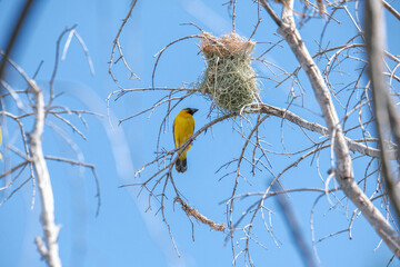 golden weaver bird