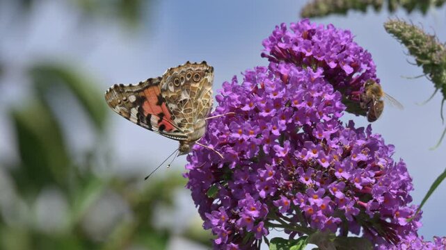 Painted Lady butterfly (Vanessa cardui) and a Honey Bee (Apis mellifera) feeding on Buddleia. July, Kent, UK [Slow motion x5]