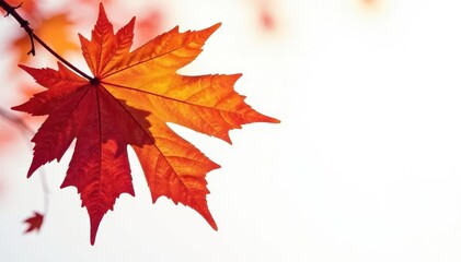 autumn maple leaf cluster isolated on white background, white background, seasonal change, nature photography
