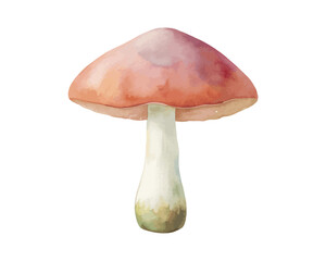 watercolor mushroom vector illustration isolated on white background