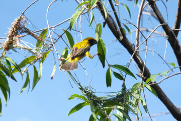 yellow Bird on the Branch