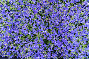 Naklejka premium flower