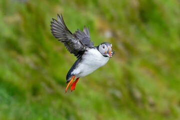 Puffin with fish i mouth, green blurry background on Runde.