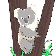 Cute koala drawing illustration