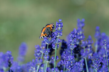 butterfly on lavender blossom