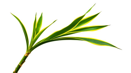 Obraz premium Green bamboo stem with long pointed leaves 