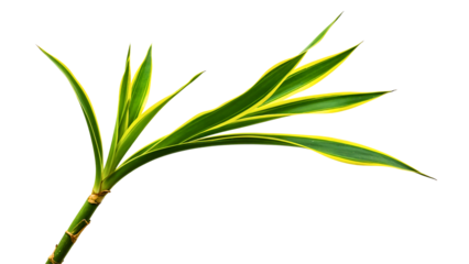 Green bamboo stem with long pointed leaves
