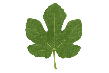 Vibrant green fig leaf with detailed venation isolated on a transparent background, perfect for nature-themed projects