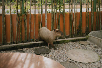 Capybara Exploring a Natural Habitat Surrounded by Bamboo and Stone Pathways