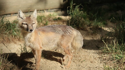 Steppenfuchs