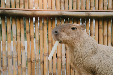 Capybara Enjoying a Snack with Bamboo Fence in Background, Cute Animal Close-Up, Nature in Captivity