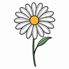 camomile on white background