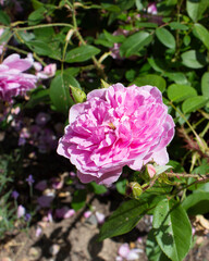 Blooming lilac rose on sunny summer day. Original coloring. Rare variety . Close-up