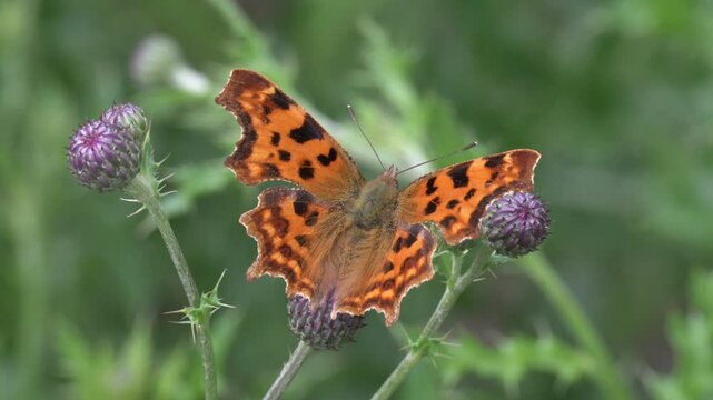 Comma butterfly (Polygonia c-album) feeding on Thistle flowers. July, Kent, UK [Slow motion x5]