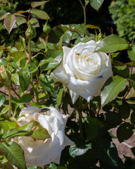 Blooming white rose on sunny summer day. There are insects flying around the rose. Close-up