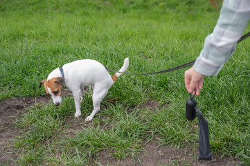 A woman cleans up dog excrement while on a walk.