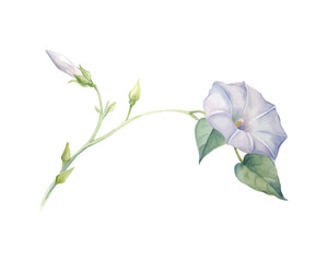 watercolor Ipomoea Branch vector illustration isolated on white background
