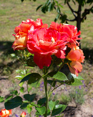 Blooming red rose on sunny summer day. Original coloring. Rare variety . Close-up