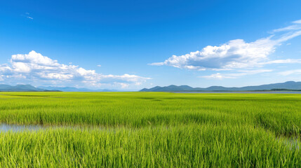 Lush green rice fields stretch under bright blue sky with fluffy clouds, creating serene landscape that evokes tranquility and harmony