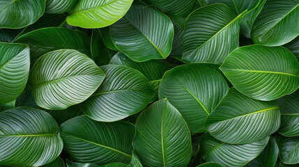 Lush green leaves create vibrant and refreshing backdrop, showcasing nature beauty and tranquility
