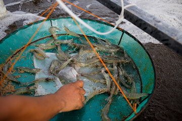 A farmer inspects vannamei shrimp growth using an “anco” net during routine monitoring in an aquaculture pond.