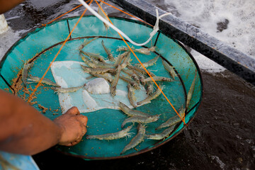 A farmer inspects vannamei shrimp growth using an “anco” net during routine monitoring in an...