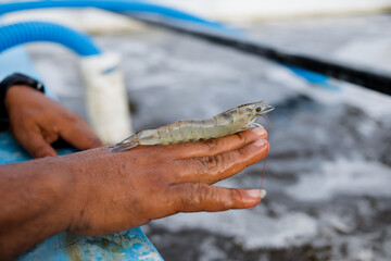 Whiteleg Shrimp (Litopenaeus vannamei) Held by Hand Close-Up