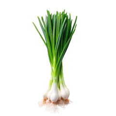 Fresh spring onion on transparent background