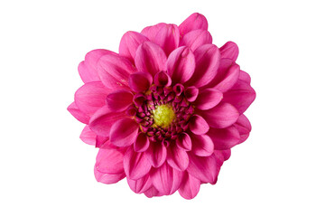 pink dahlia flower isolated on white or transparent png