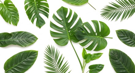 鮮やか緑葉 散りばめる 白背景 熱帯植物 美しい配置. AI Generated