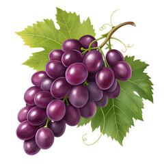 Fototapeta premium Bunch of red grapes isolated on white background fresh ripe and juicy fruit