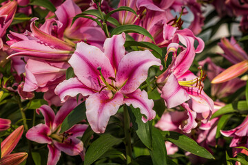 Close-up of blooming pink Oriental lilies with vibrant petals and green leaves under sunlight. A symbol of elegance, beauty, and fragrance in summer gardens.
