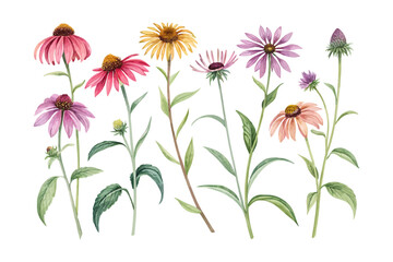 set of watercolor Echinacea Branch vector illustration isolated on white background