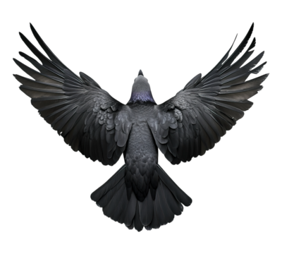 A black bird with its wings spread out in the air