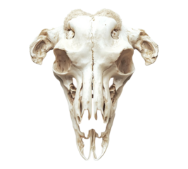 A white skull of a goat with horns