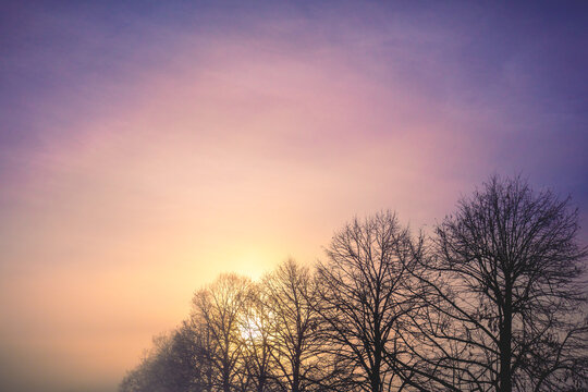 Silhouettes of bare trees on an early foggy autumn morning