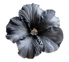 A black flower with a yellow center