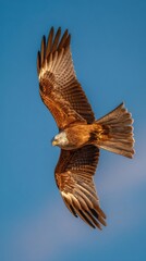 Fototapeta premium Majestic Red Kite Gliding Gracefully Through Clear Blue Sky in Natural Habitat