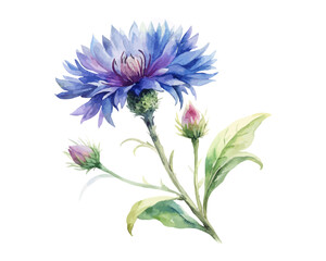 watercolor Cornflower branch vector illustration isolated on white background