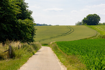 Terrain of hilly countryside in Zuid-Limburg, Agriculture and farmland with young Maize or Corn plants, Barley (gerst) Hordeum vulgare or Wheat and Potatoes, Limburg province, Valkenburg, Netherlands.
