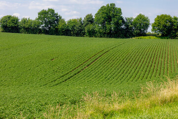 Agriculture and farm industry, Terrain of countryside in Zuid-Limburg, Farmland with green potatoes vegetables plants with plot on hillside, A starchy tuber of the plant Solanum tuberosum, Netherlands