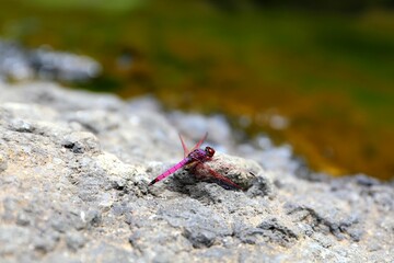 Close-up of a vibrant pink dragonfly perched on textured volcanic stone in tropical Mauritius, with a soft natural background.