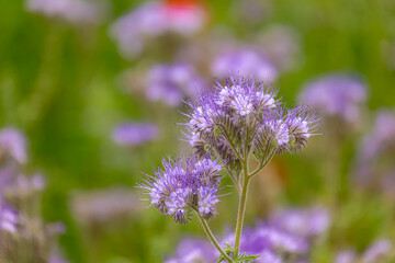 Selective focus of wild flower in meadow, Phacelia tanacetifolia is a species of flowering plant in the borage family Boraginaceae, Lacy phacelia, Blue tansy or purple tansy, Nature floral background.