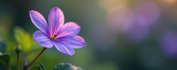 Delicate violet anggrek flower with soft petals and green stem, delicate, beauty, bloom