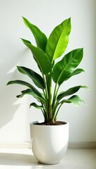 Dramatic tall plant pot against plain white backdrop, lush foliage and rich green color, plants, minimalist style, indoor plants