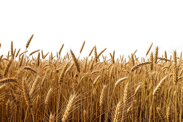 A golden field of wheat ready for harvest isolated on transparent background