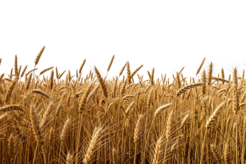 A golden field of wheat ready for harvest isolated on transparent background