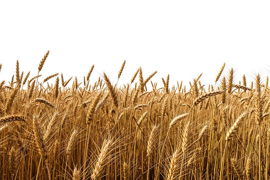A golden field of wheat ready for harvest isolated on transparent background