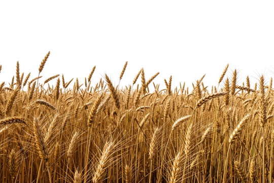 A golden field of wheat ready for harvest isolated on transparent background